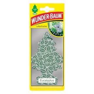 Wunder-Baum choinka zapachowa-Eucalyptus